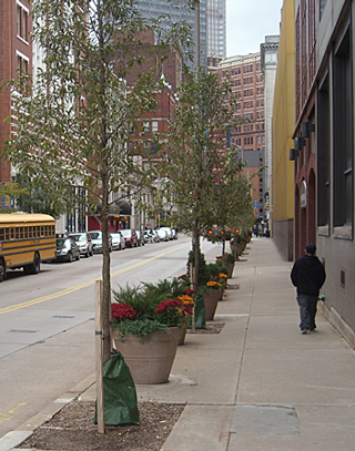 TreeVitalize Pgh trees and Downtown Planters along 7th St